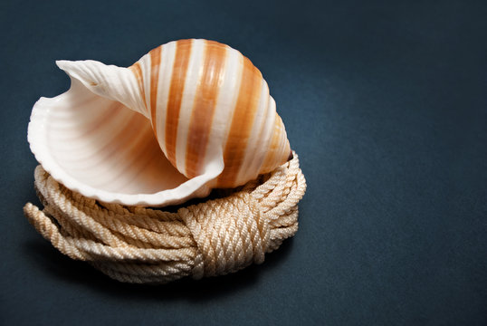 Seashelly.