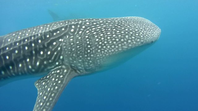 Whale shark (Rhincodon typus) they feed on plankton
