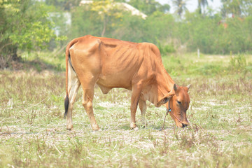 Obraz na płótnie Canvas Cow on a summer pasture