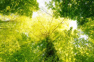 Fototapeta premium Wald Sonnenstrahlen
