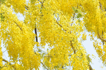 Cassia fistula flower