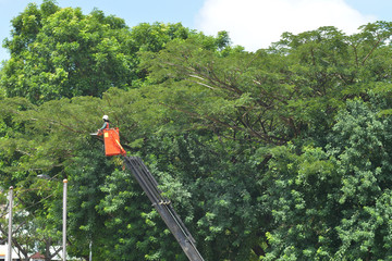 Roadside Tree Pruning
