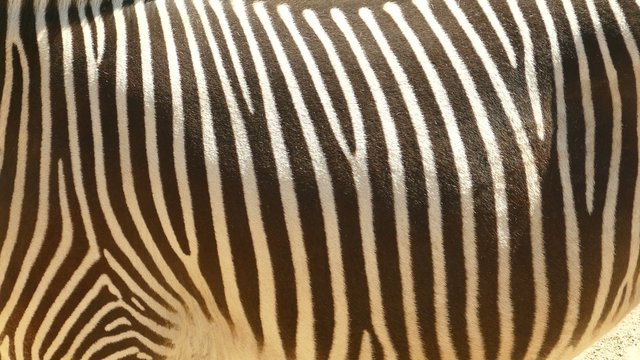 Close up of the fur of standing zebras