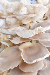 Mushrooms growing in farm