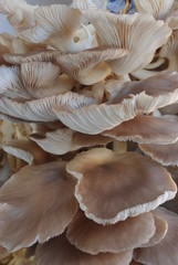Mushrooms growing in farm