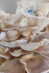 Mushrooms growing in farm