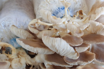 Mushrooms growing in farm