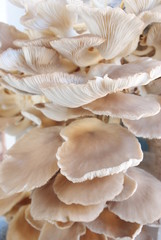 Mushrooms growing in farm