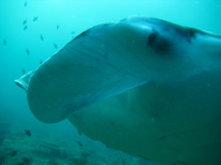 Fototapeta premium Teufelsrochen