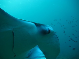 Mantarochen