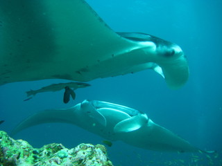 Mantarochen