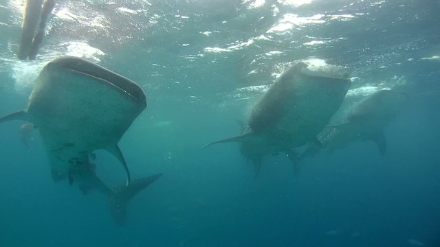 Whale shark (Rhincodon typus) they feed on plankton
