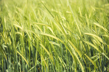 Green wheat field background