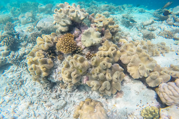 exotic marine life near Maldives island