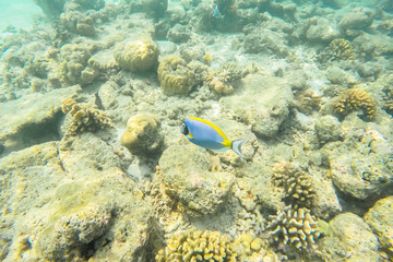 exotic marine life near Maldives island