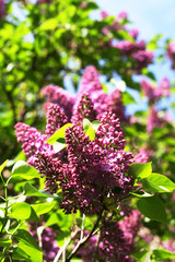 Lila Flieder blüht im Frühsommer im Mai - Syringa vulgaris