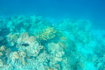 exotic marine life near Maldives island