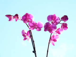 Orchideenrispen mit hellblauem Hintergrund