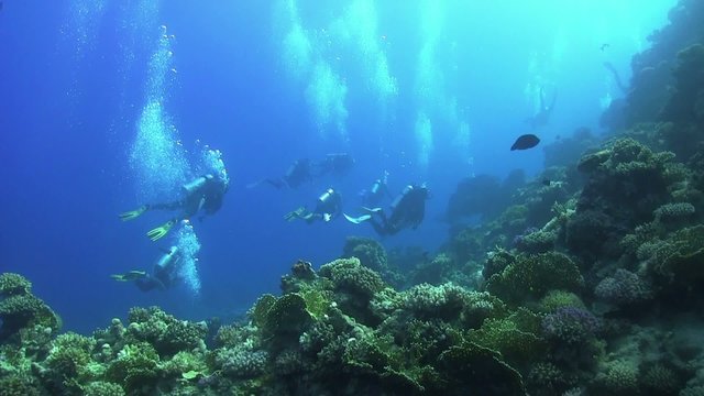 Group of Divers Swims Over Coral Reefs, Red Sea
