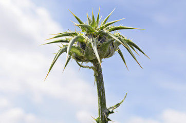 Green thistle plant seen from below