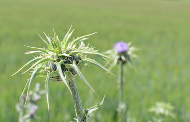 Green thistle plant, in a sunny day of spring.