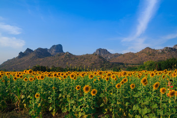 Fototapeta na wymiar Beautiful landscape with sunflower field