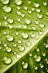 Green leaf with drops of water