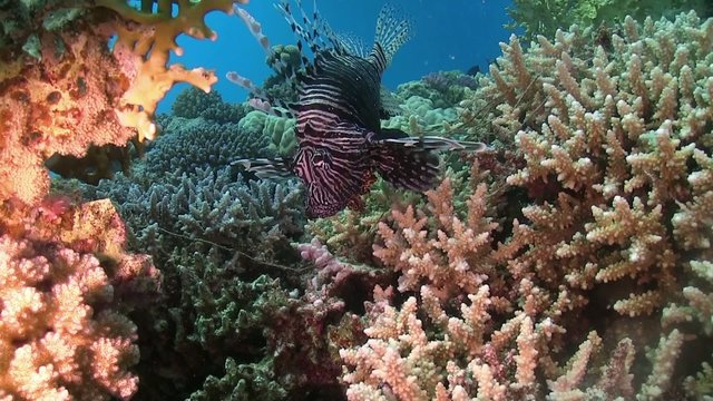 African lionfish on Coral Reef, Red sea
