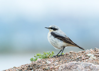 Wheatear