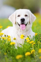 Photo sur Plexiglas Chien golden retriever dog portrait