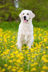 golden retriever dog standing outdoors