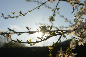 cherry blossoms