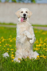 golden retriever dog posing