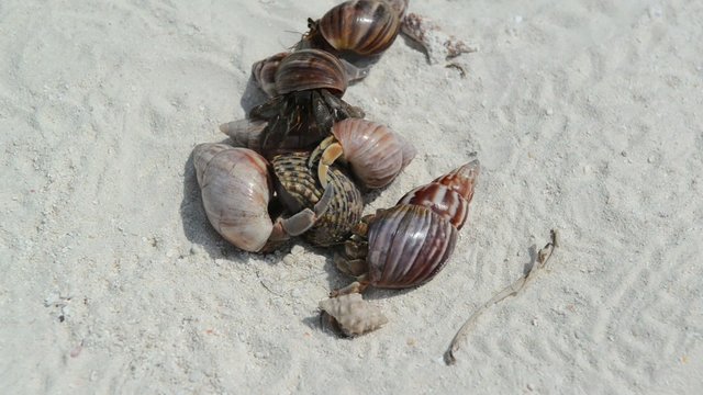 Hermit Crabs on a beach   
