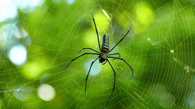 Spider on the web macro 4k
