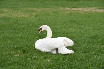 cigno 