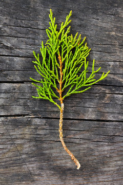 Green juniper branch on a grey wooden background