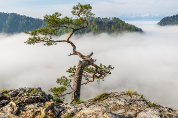 Sokolica Peak in Pieniny, Poland © kabat