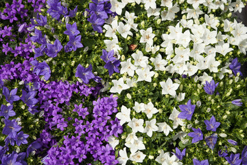 Tapis de campanules blanches et violettes
