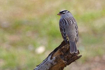 White-crowned Sparrow perched on a dead branch