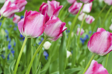 Pink beautiful tulips