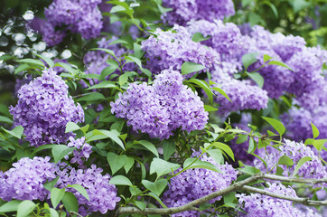Spring lilac flowers