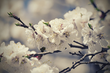 Apricot tree flower
