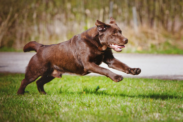 brown labrador retriever dog running