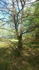 Obraz premium Verschlungene Eichen