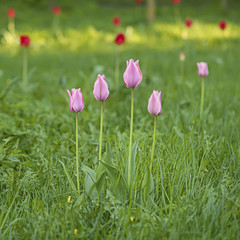 Obraz premium Pink beautiful tulips