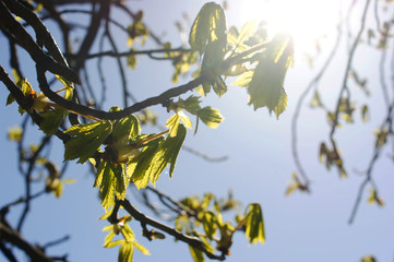 Young leaves of chestnut