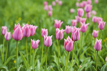 Pink beautiful tulips