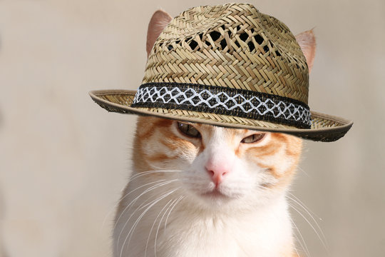 Katze mit  capone Hut schaut l&auml;ssig in Kamera