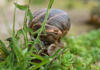 Snail on green garden